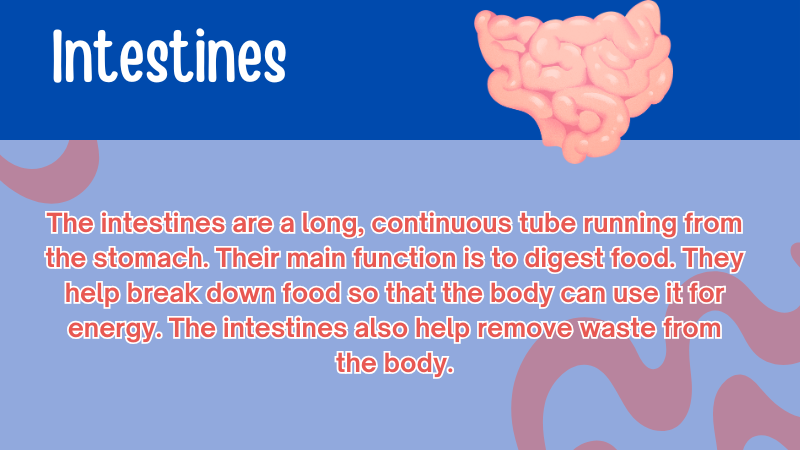 Human Body Quiz: 100 Fascinating Questions and Answers 5 Intestines