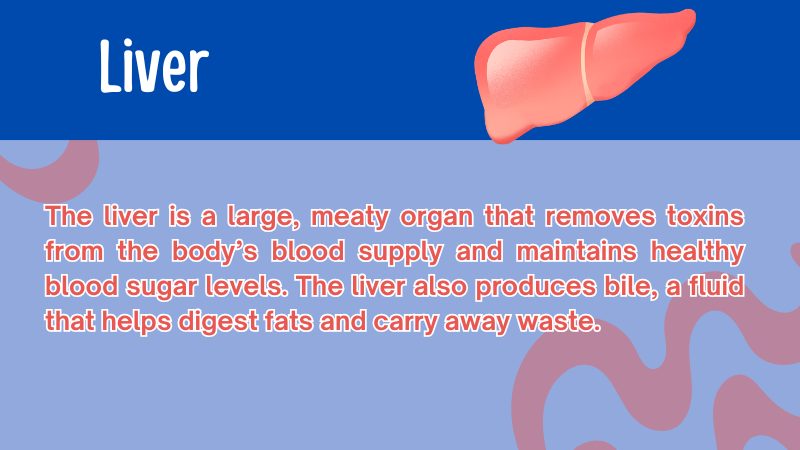 Human Body Quiz: 100 Fascinating Questions and Answers 4 Liver definition for kids
