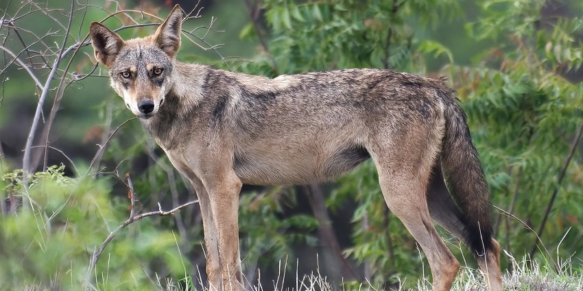 How To Reach Nauradehi Wildlife Sanctuary