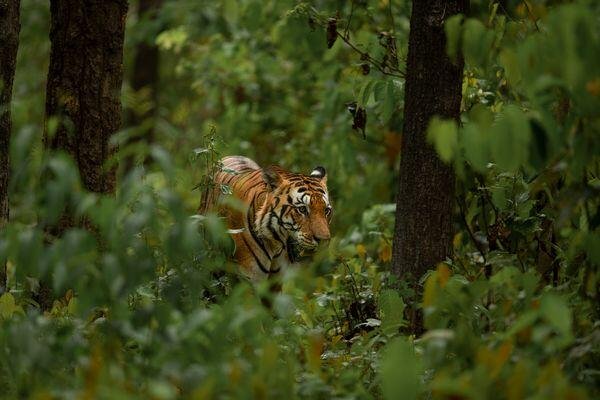 itinerary image kanha 5