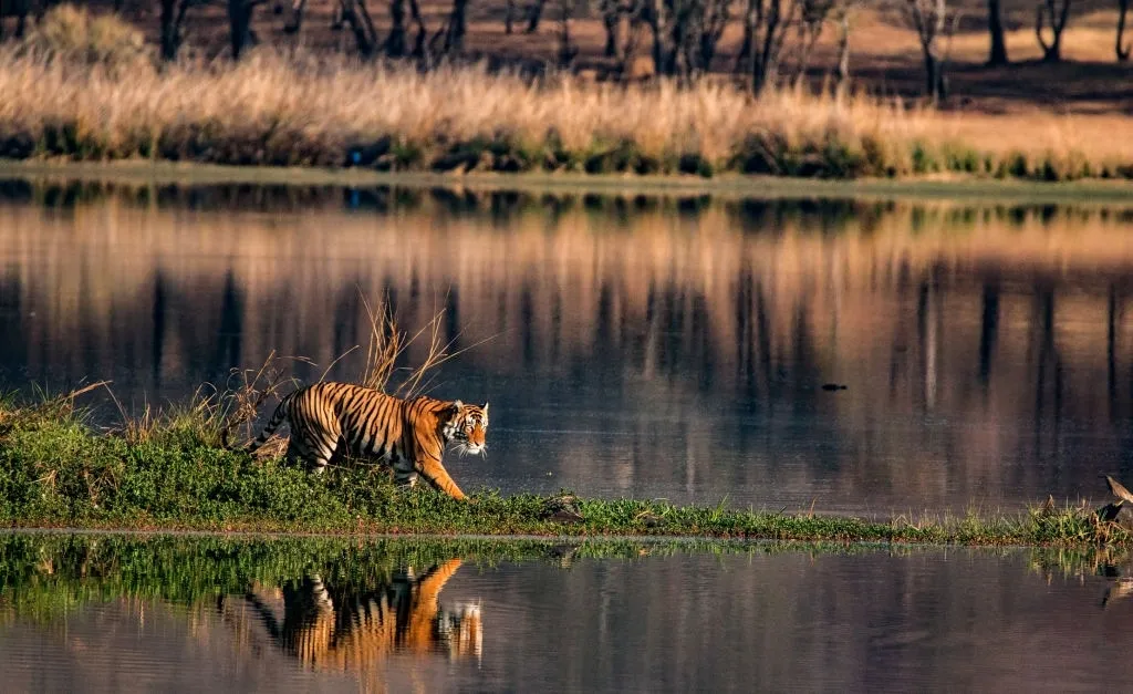 tiger safari in kanha national park 1
