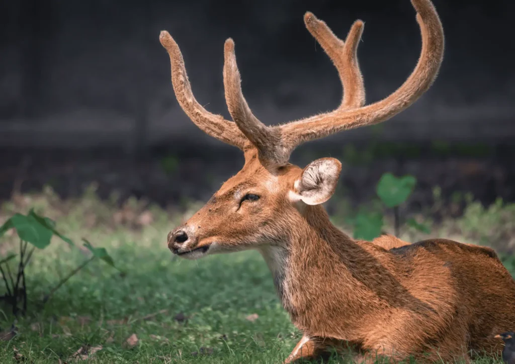 Barasingha