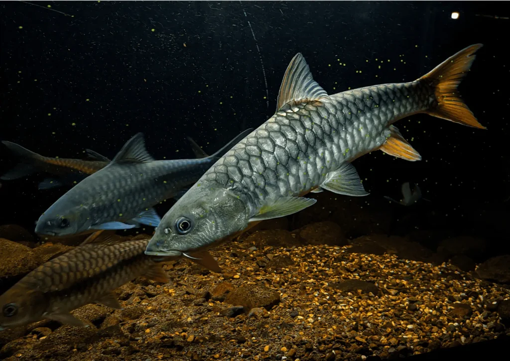 Mahseer fish