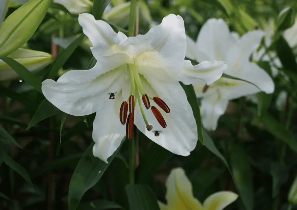 White lily